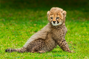 Cheetah